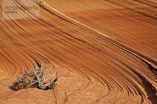 USA  Utah  Coyote Buttes  Toter Pinsel in der Landschaft