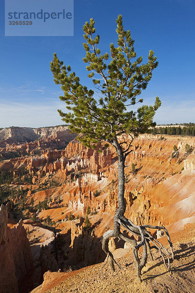 USA  Utah  Bryce Canyon Nationalpark  Limber Pine (Pinus flexilis) in der Landschaft