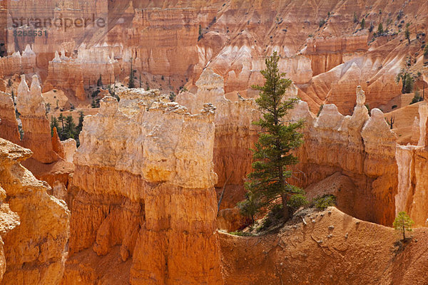 USA  Utah  Bryce Canyon Nationalpark