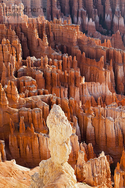 USA  Utah  Bryce Canyon Nationalpark