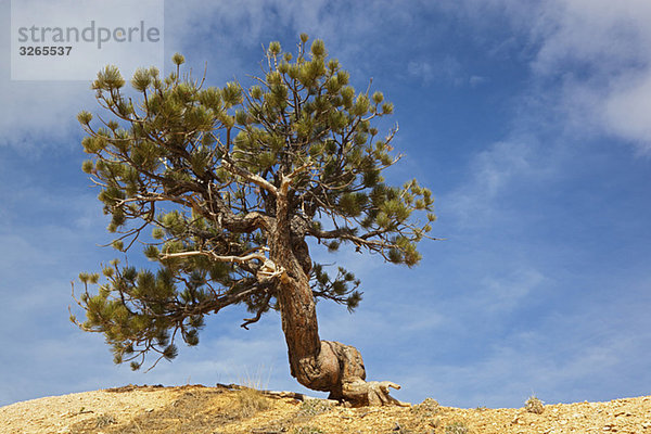 USA  Utah  Bryce Canyon Nationalpark  Limber Pine (Pinus flexilis)