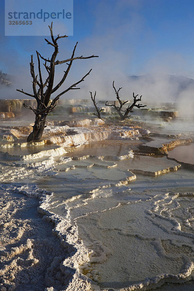 USA  Wyoming  Yellowstone Nationalpark  Mammut Hot Springs Terrasse