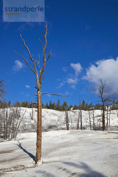 USA  Wyoming  Yellowstone Nationalpark  Landschaft