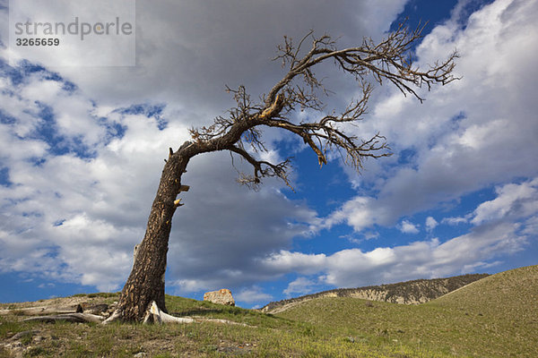 USA  Wyoming  Yellowstone Nationalpark  Toter Baum in der Landschaft