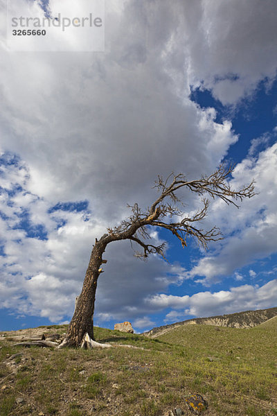 USA  Wyoming  Yellowstone Nationalpark  Toter Baum in der Landschaft