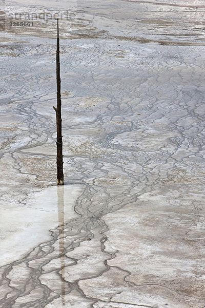 USA  Wyoming  Yellowstone Nationalpark  Grand Prismatic Spring mit toten Bäumen  Nahaufnahme