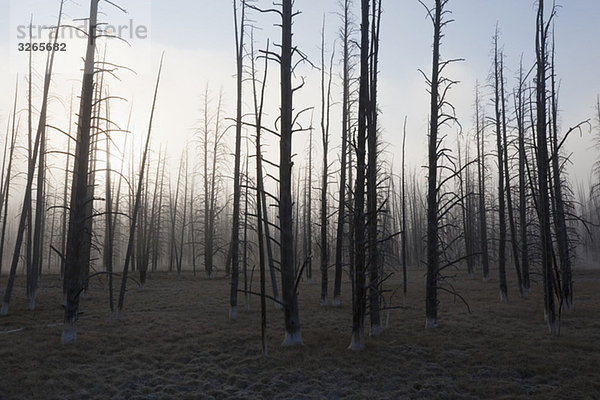 USA  Yellowstone Park  Tote Bäume in nebliger Landschaft