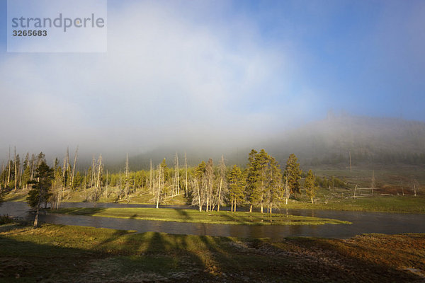 USA  Yellowstone Park  Firehole River im Morgennebel