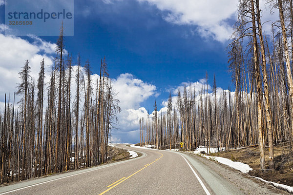 USA  Yellowstone Park  Tote Bäume am Straßenrand