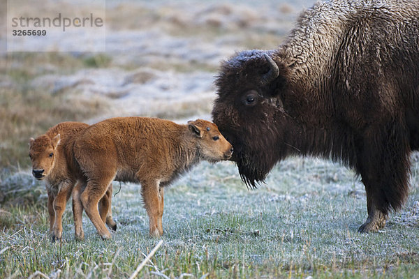 USA  Yellowstone Park  Amerikanischer Bison (Bison bison) mit Kalb