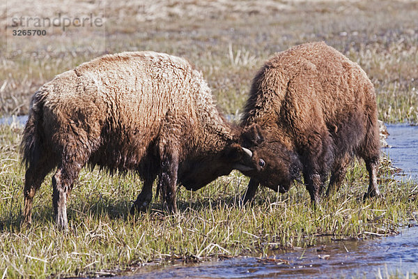 USA  Yellowstone Park  Amerikanische Wisente (Bison Wisent) im Quadrat