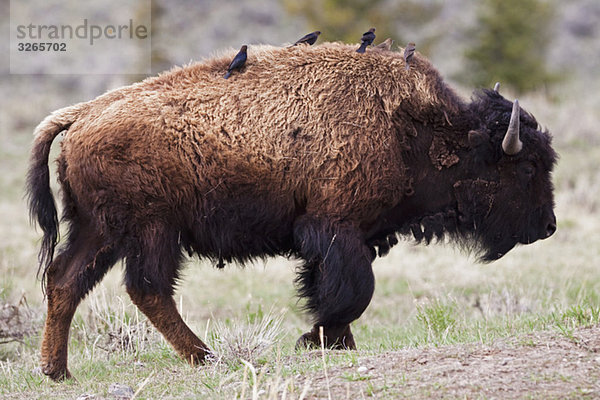 USA  Yellowstone Park  American Bison (Bison bison) mit Vögeln auf dem Rücken