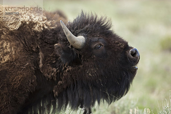USA  Yellowstone Park  Amerikanischer Bison (Bison bison)  Nahaufnahme