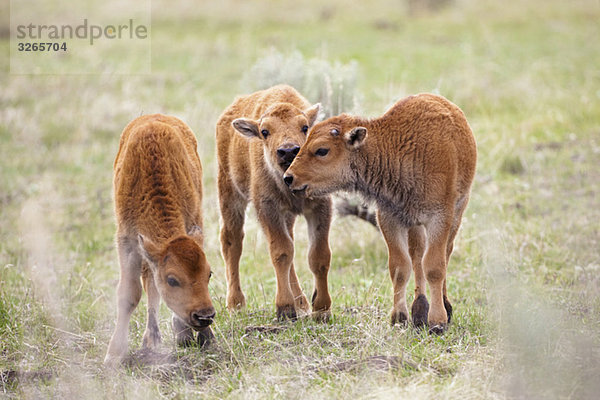 USA  Yellowstone Park  amerikanische Wisente (Bisonwisent)  drei Kälber