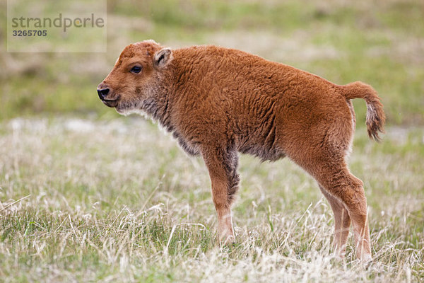 USA  Yellowstone Park  Amerikanischer Wisent (Bison Wisent)  Kalb