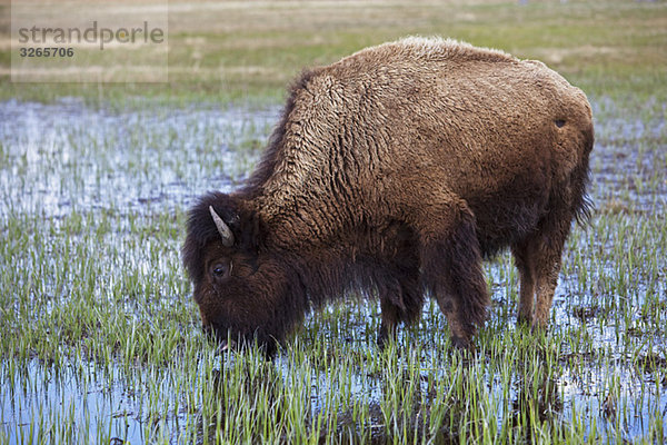 USA  Yellowstone Park  American Bison (Bison Bison) Trinkwasser