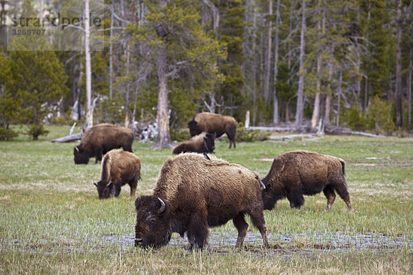 USA  Yellowstone Park  American Bison (Bison Wisent  Herde grasend und trinkend)