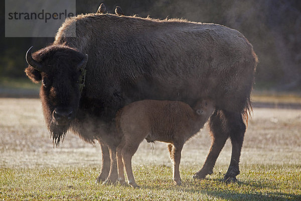 USA  Yellowstone Park  Amerikanischer Wisent (Bison Wisent) mit Milchkalb