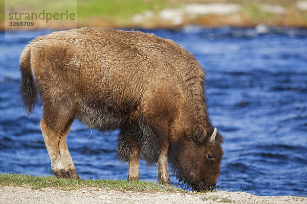 USA  Yellowstone Park  Bison (Bison Bison) Trinkwasser