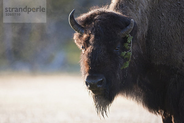 USA  Yellowstone Park  Amerikanischer Bison (Bison bison)  Portrait  Nahaufnahme