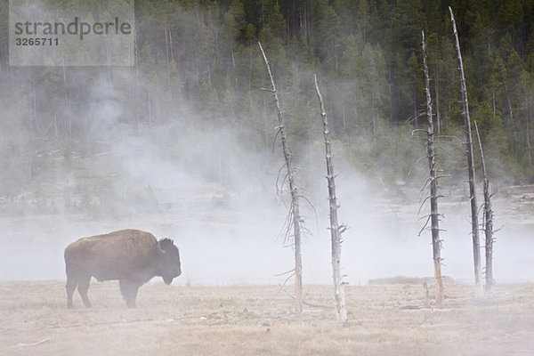 USA  Yellowstone Park  Amerikanischer Bison (Bison Wisent)  Beweidung durch Geysir