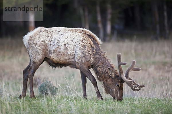 USA  Yellowstone Park  Elch auf der Weide ((Cervus canadensis)