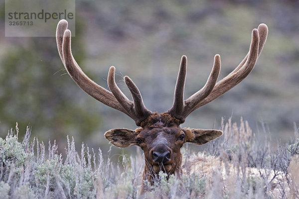 USA  Yellowstone Park  Elch (Cervus canadensis) im Feld liegend