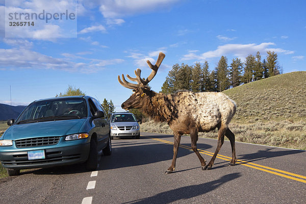 USA  Yellowstone Park  Elch ((Cervus canadensis) Kreuzung Straße