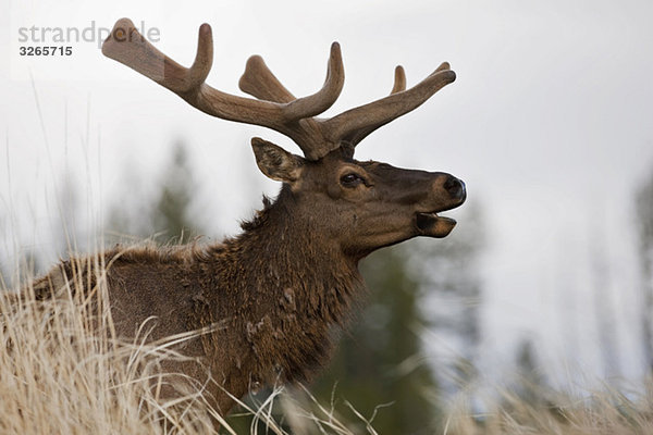 USA  Yellowstone Park  Elch (Cervus canadensis)  Seitenansicht