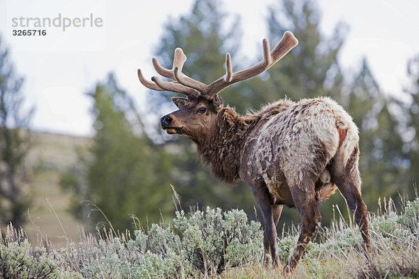 USA  Yellowstone Park  Elch ((Cervus canadensis) in der Landschaft