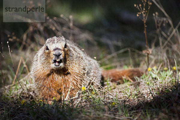 USA  Yellowstone Park  Murmeltier (Marmota monax)  Nahaufnahme