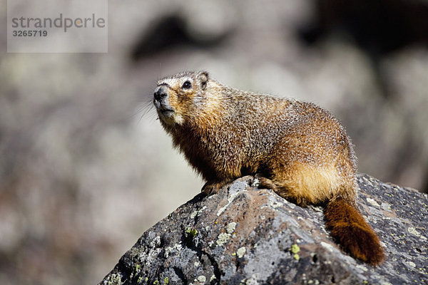 USA  Yellowstone Park  Murmeltier (Marmota monax)  Nahaufnahme