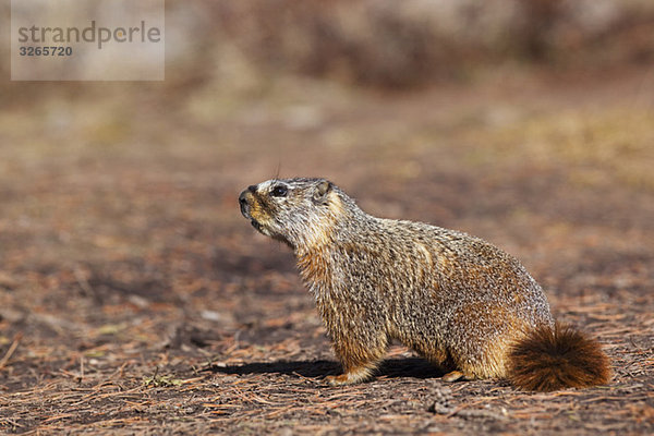 USA  Yellowstone Park  Murmeltier (Marmota monax)  Nahaufnahme