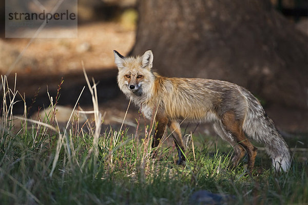 USA  Yellowstone Park  Red Fox ((Vulpes vulpes)  Seitenansicht