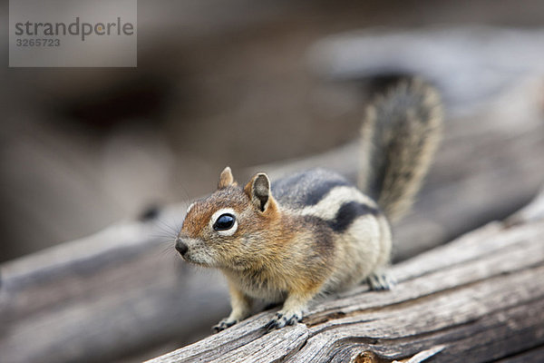 USA  Yellowstone Park  Chipmunk (Tamias) auf Baumstamm