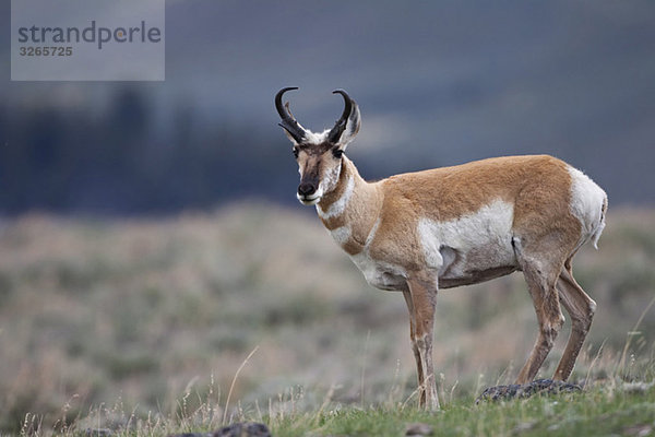 USA  Yellowstone Park  Pronghorn bock (Antilocapra americana)