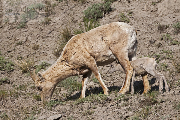 USA  Yellowstone Park  Großes Hornschaf (Ovis canadensis) mit Lamm