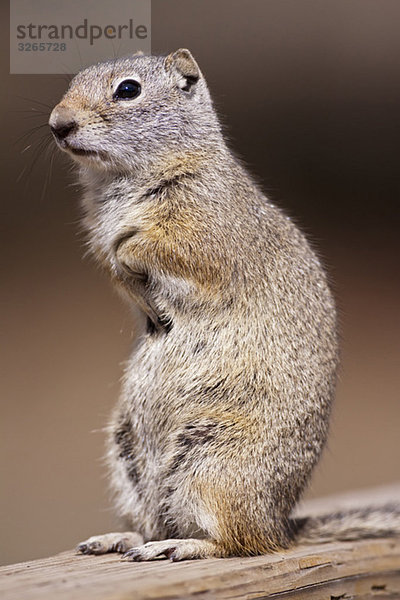 USA  Yellowstone Park  Uinita Erdhörnchen (Spermophilus lateralis)