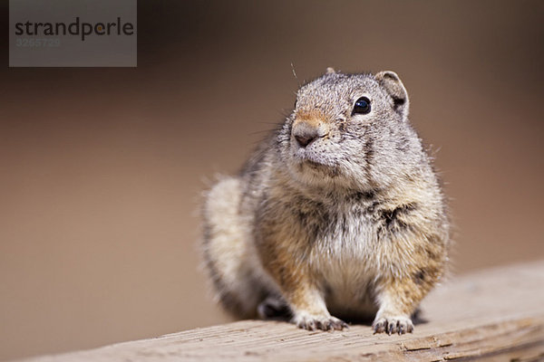 USA  Yellowstone Park  Uinita Erdhörnchen (Spermophilus armatus)