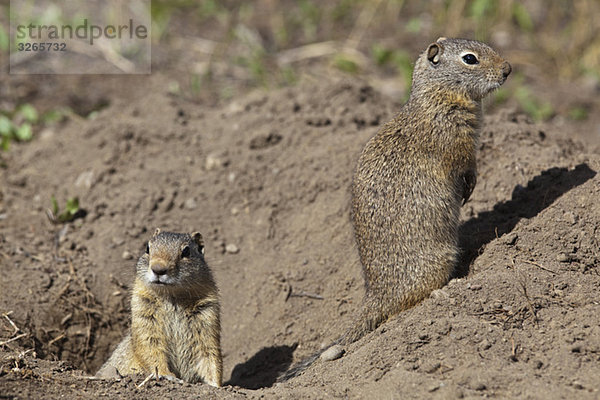 USA  Yellowstone Park  Uinita Erdhörnchen (Spermophilus armatus)