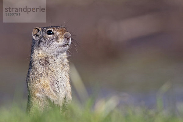 USA  Wyoming  Grand Teton Nationalpark  A Uinta Erdhörnchen (Spermophilus armatus)  Nahaufnahme