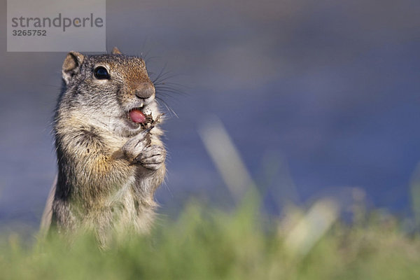 USA  Wyoming  Grand Teton Nationalpark  A Uinta Erdhörnchen (Spermophilus armatus)  Nahaufnahme