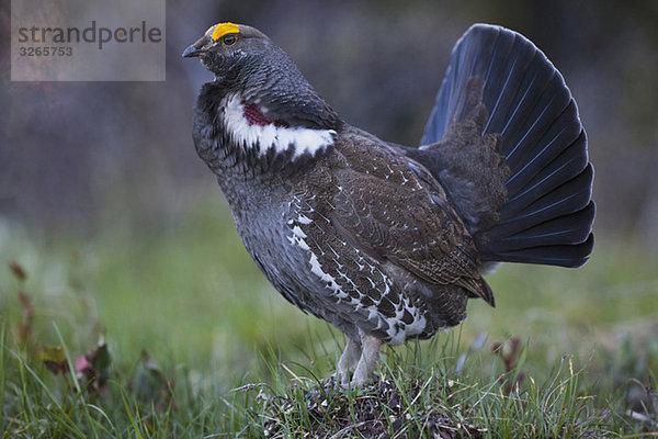 USA  Wyoming  Grand Teton Nationalpark  Birkhahn (Dendragapus obscurus