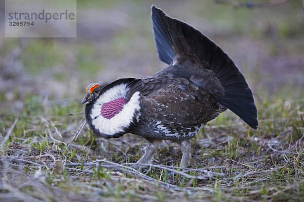 USA  Wyoming  Grand Teton Nationalpark  Birkhahn (Dendragapus obscurus)