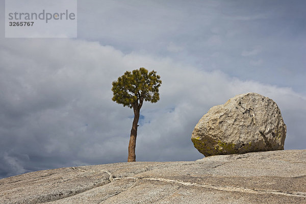 USA  Kalifornien  Yosemite Nationalpark  Olmsted Point  Granitfelsen und Jeffrey Pine (Pinus jeffreyi)