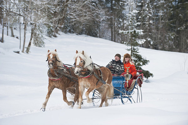 Österreich  Salzburger Land  Paartransport Weihnachtsbaum auf Schlitten  lächelnd  Portrait