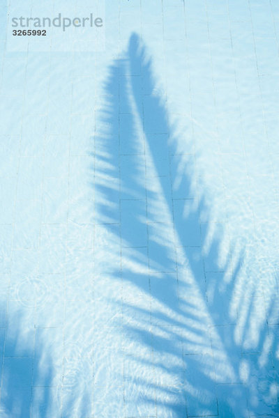 Palmenschatten im Schwimmbad