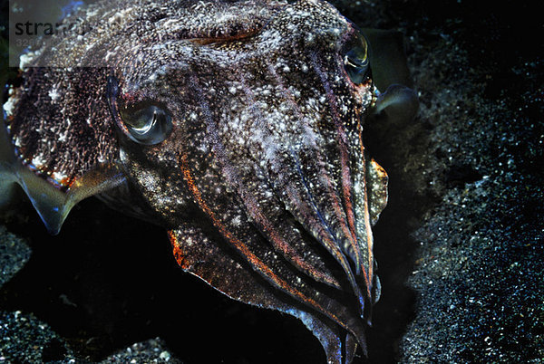Asien  Indonesien  Insel Komodo  Tintenfisch (Sepia sp)  Nahaufnahme