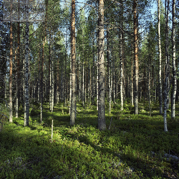 Finnland  Wald