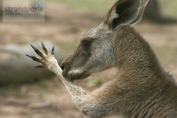 Australien  Queensland  Wallaby (Macropus agilis)  Seitenansicht  Porträt